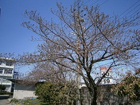 20150327桜1.jpg