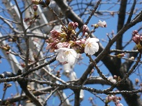 20150327桜2.jpg