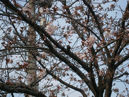 20160330桜1.jpg