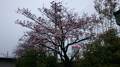 20160401桜.jpg