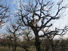IMG_ねこの木5.jpg