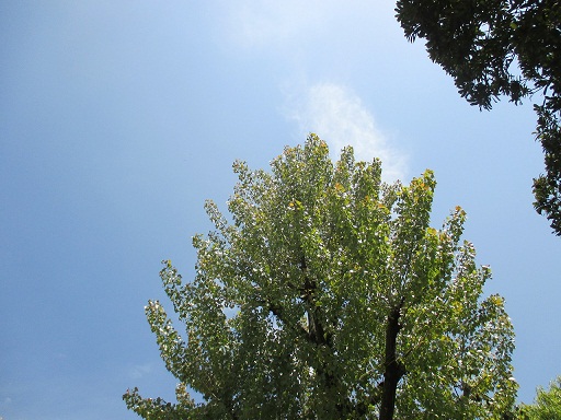 空と木.jpg