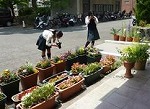 20170626花3