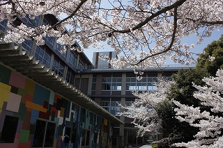 sakura01.jpg