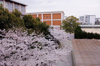 sakura04.jpg