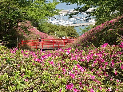 淡輪つつじ祭り 13 04 29 大阪府立岬高等学校 校長室だより