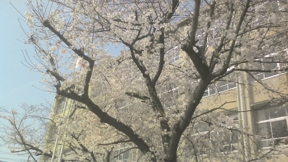 桜.jpg