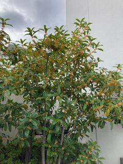 thumbnail_IMG_3164.jpg