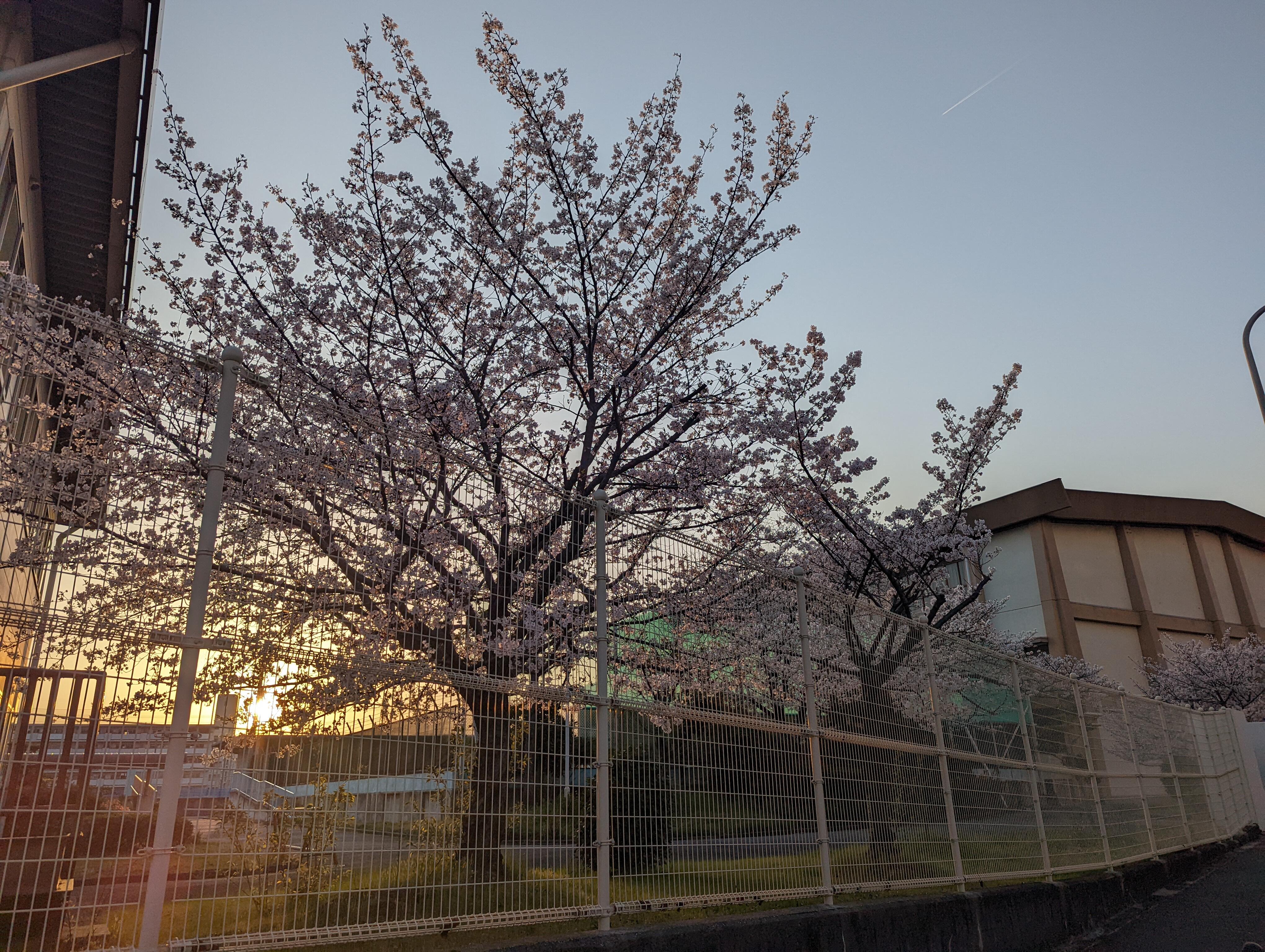 PXL_20250407_085515175.jpg