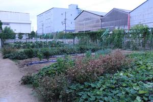 W1024Q75_IMG_5431.JPG