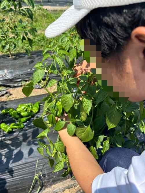 農園