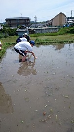 高等部田植え１.JPG