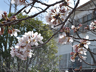 h280324-桜02.JPG