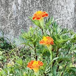 2E74B72C-C0AF-46AF-94A1-1B47DCF59024 - 渡辺柚音.jpeg