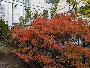 PXL_20241206_054838791.jpg
