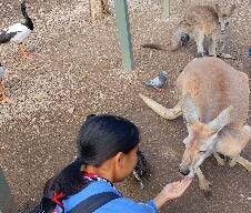 カンガルー餌.jpg