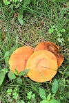 IMG_2024-10-23-093955.jpg