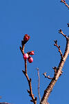 IMG_2025-01-18-154859.jpg