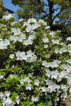 IMG_2025-04-21-163738.jpg