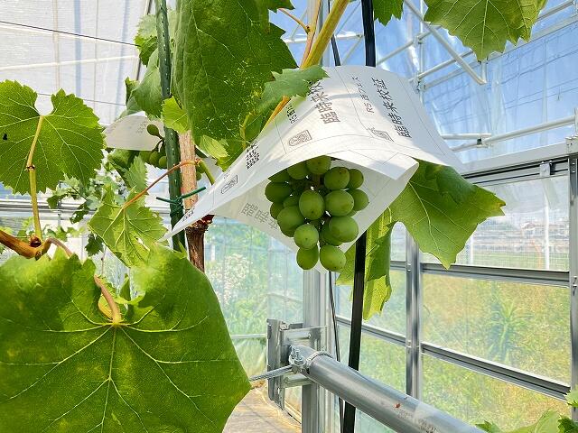 https://www.osaka-c.ed.jp/blog/nishiura-s/koutoubu/s-IMG_0151.jpg