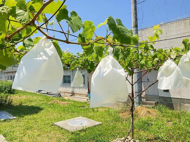 https://www.osaka-c.ed.jp/blog/nishiura-s/koutoubu/s-IMG_0153.jpg