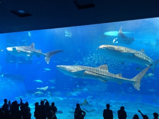 水族館３.jpg