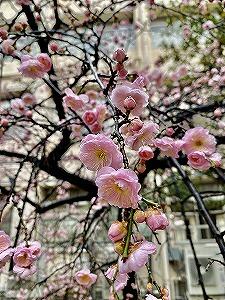 IMG_E9868.jpg