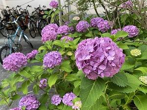 IMG_2981.jpg