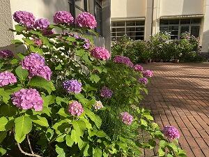 IMG_2987.jpg