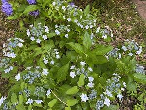 IMG_2990.jpg