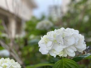 IMG_E2689.JPG