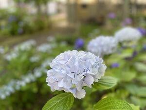 IMG_E2991.jpg