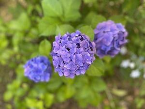 IMG_E2993.jpg