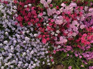 IMG_1790.jpg