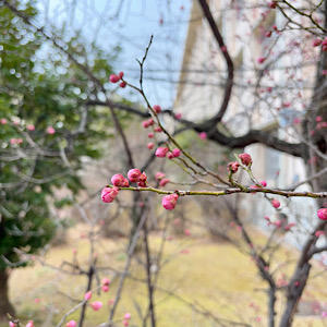 IMG_2025-02-19-091853.JPG