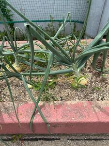 image0.jpeg