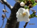 花IMG_0196.jpg