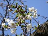 花IMG_0207.jpg
