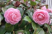 花DSC_0844.jpg
