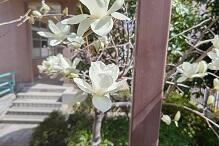 花DSC_0841.jpg