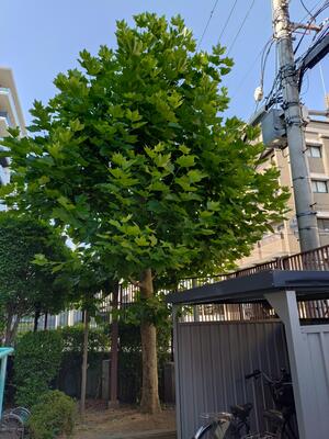 すずかけの樹20250620_.JPG