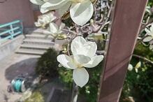 花DSC_0842.jpg