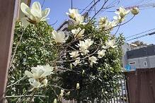 花DSC_0840.JPG