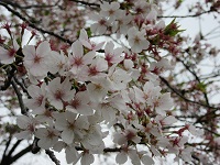 01 sakura.JPG