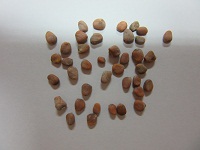 78tanebedaikon.JPG