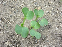 79tanabedaikon.JPG