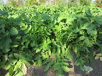 80tanabedaikon.JPG