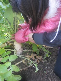 81tanabedaikon.JPG