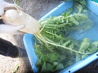 82tanabedaikon.JPG