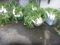 83tanabedaikon.JPG